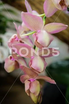 Orchids Orchidaceae Stock Photos