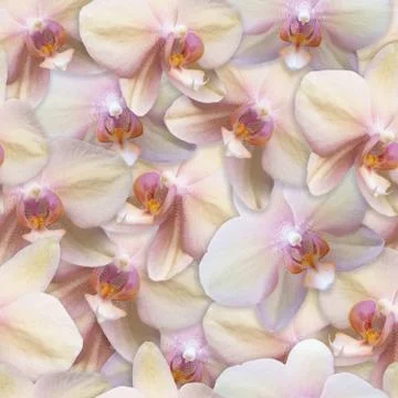 Orchids Pattern Seamless Flower Background Pearl Color Stock Photos