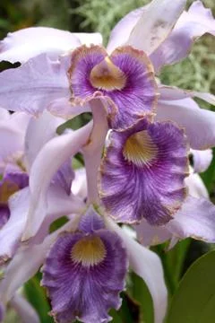 Orchids Stock Photos