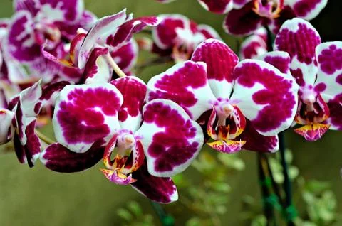 Orchids Fotos de archivo