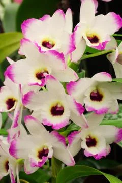 Orchids Stock Photos