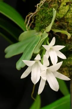 Orchids Stock Photos