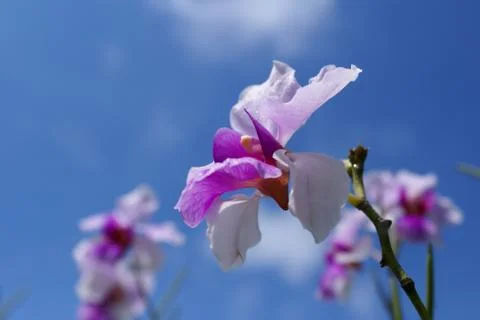 Orchids 写真素材