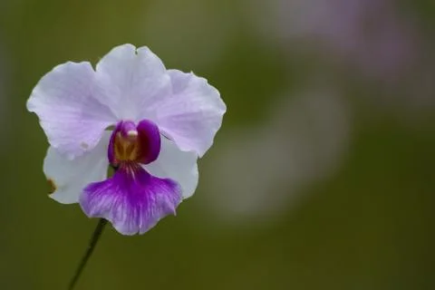 Orchids Stock Photos