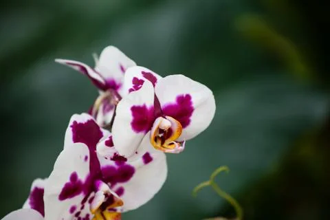 Orchids Foto stock