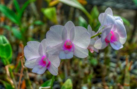 Orchids Stock Photos