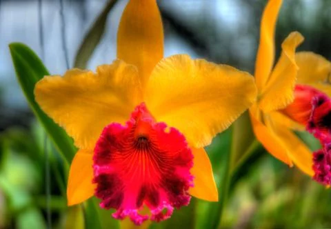 Orchids Stock Photos