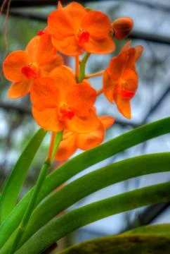 Orchids Stock Photos