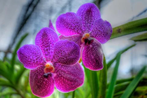 Orchids Stock Photos