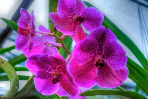 Orchids Stock Photos