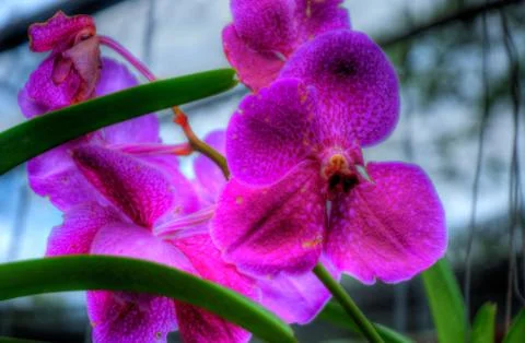 Orchids Stock Photos