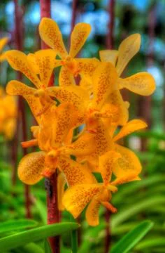 Orchids Stock Photos