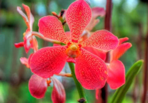 Orchids Stock Photos