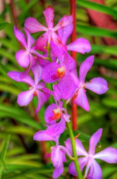 Orchids Stock Photos