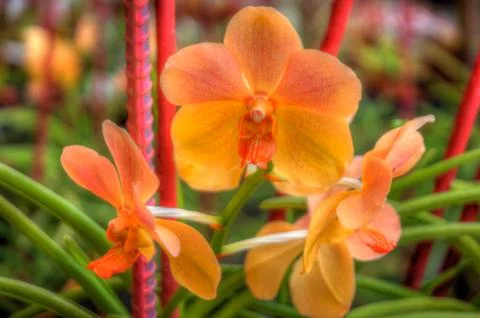 Orchids Stock Photos