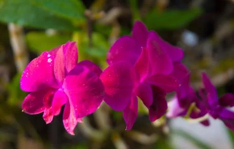 Orchids Stock Photos