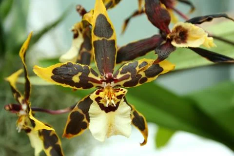 Orchids Stock Photos