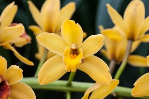 Orchids Stock Photos