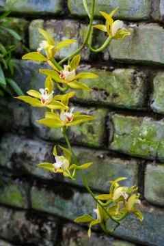 Orchids Stock Photos