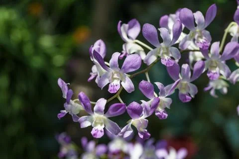 Orchids Stock Photos