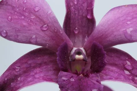 Orchids Stock Photos