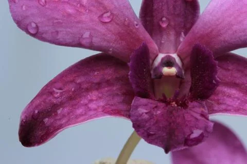 Orchids Stock Photos