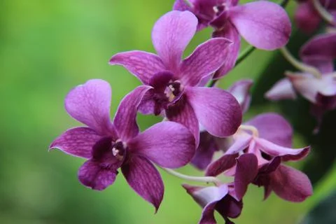 Orchids 写真素材