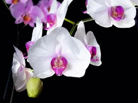 Orchids Stock Photos