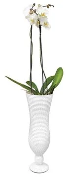 Orchids Stock Photos