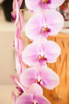 Orchids. Stock Photos