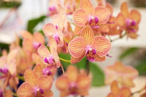 Orchids. Stock Photos