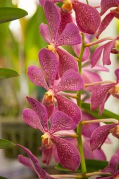 Orchids. Stock Photos