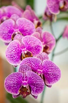 Orchids. Stock Photos