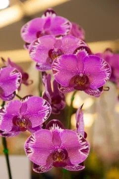 Orchids. Stock Photos