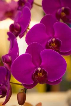 Orchids. Stock Photos