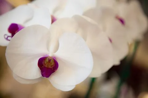 Orchids. Stock Photos