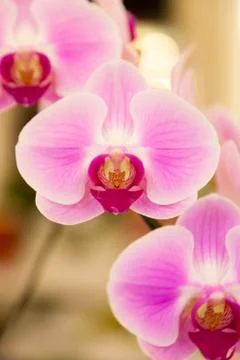 Orchids. Stock Photos