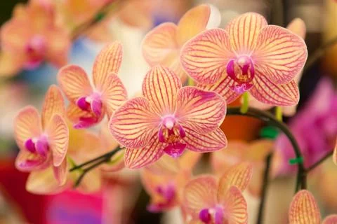 Orchids. Stock Photos