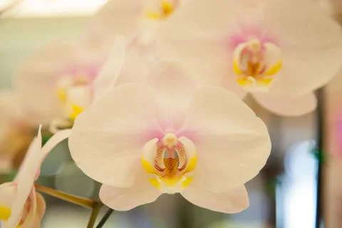 Orchids. Stock Photos