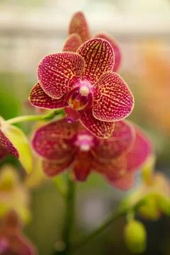 Orchids. Stock Photos