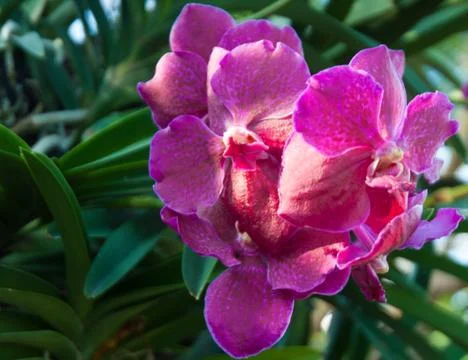 Orchids Stock Photos