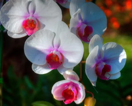 Orchids Foto stock