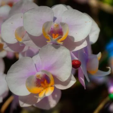 Orchids Stock Photos