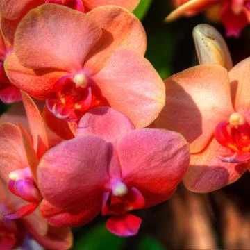 Orchids Stock Photos