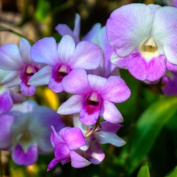 Orchids Stock Photos