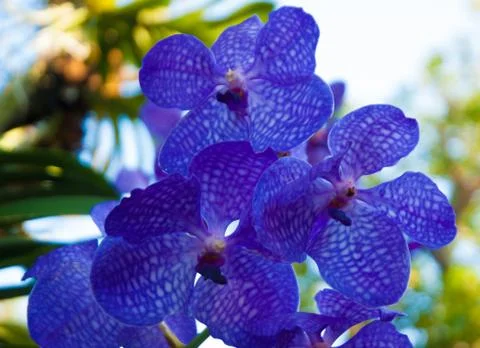 Orchids Stock Photos