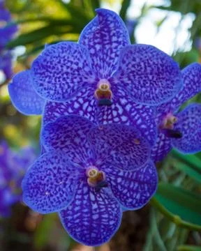 Orchids Stock Photos