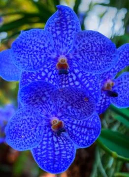 Orchids Stock Photos