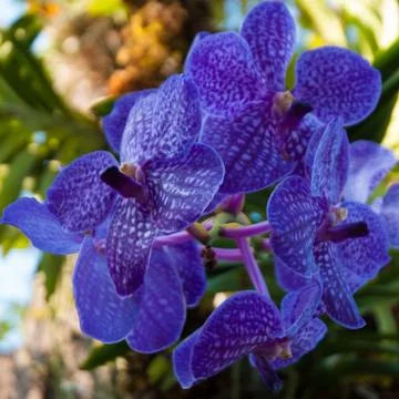 Orchids Stock Photos