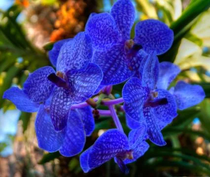 Orchids Stock Photos